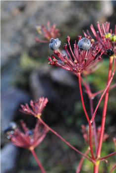 Une nature à couper le souffle